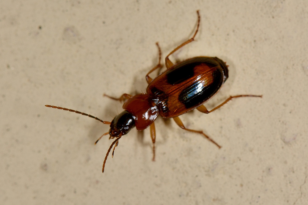 Badister sp. , femmina